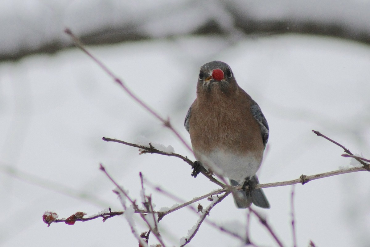 Eastern Bluebird - ML627838991