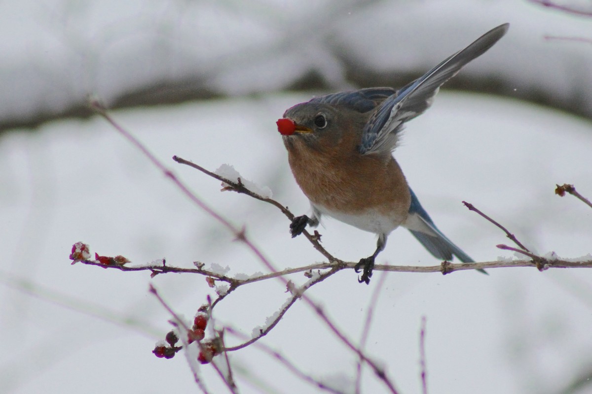 Eastern Bluebird - ML627838992