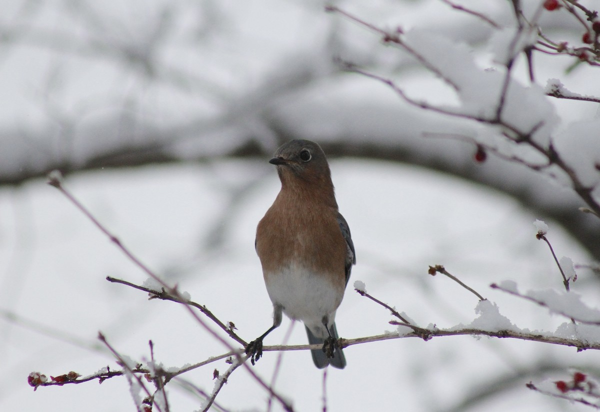 Eastern Bluebird - ML627838993