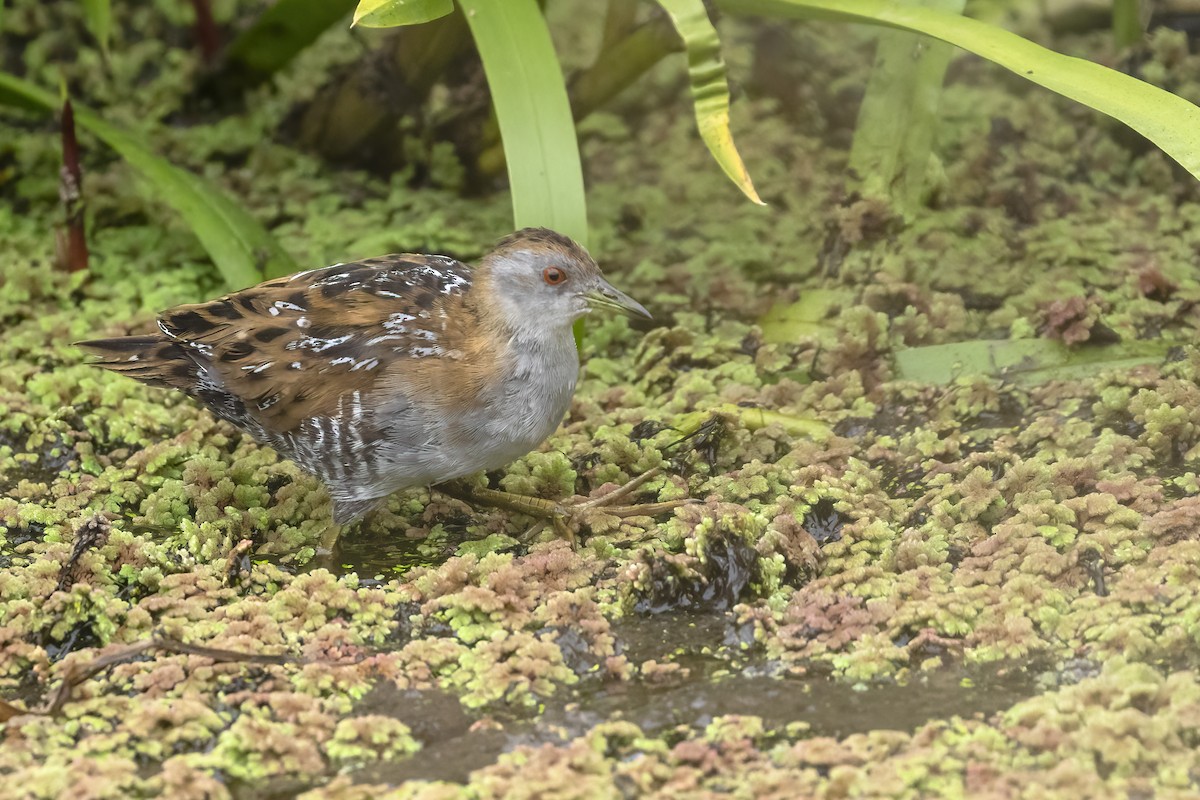 dvergrikse - ML627839018