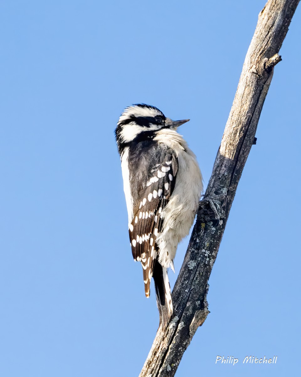 Downy Woodpecker (Eastern) - ML627839027