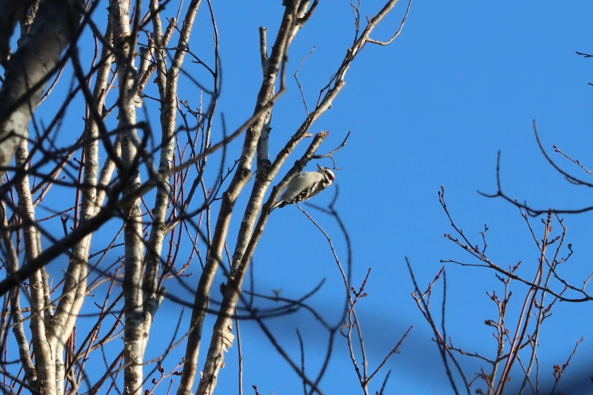 Downy Woodpecker - ML627839060