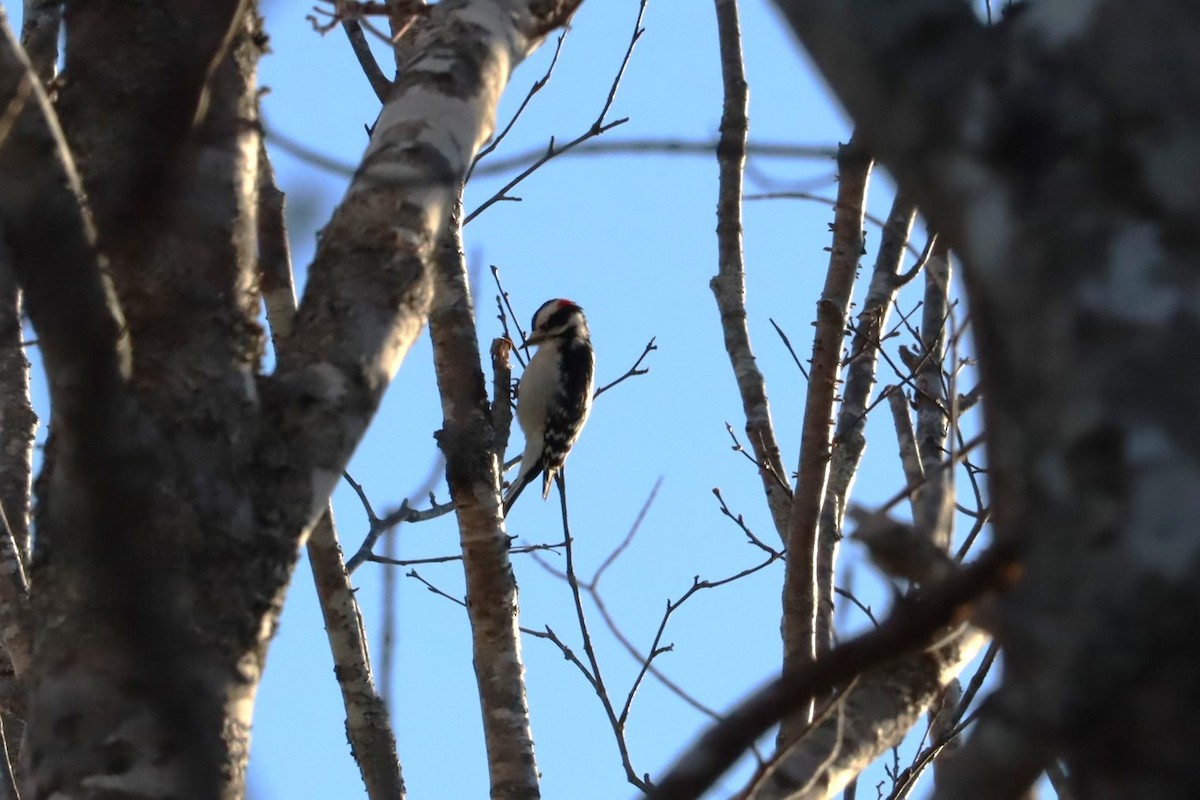 Downy Woodpecker - ML627839061