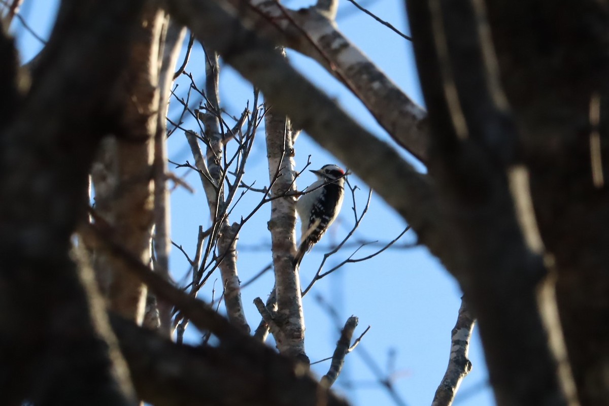 Downy Woodpecker - ML627839062