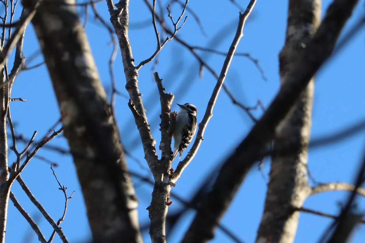 Downy Woodpecker - ML627839063