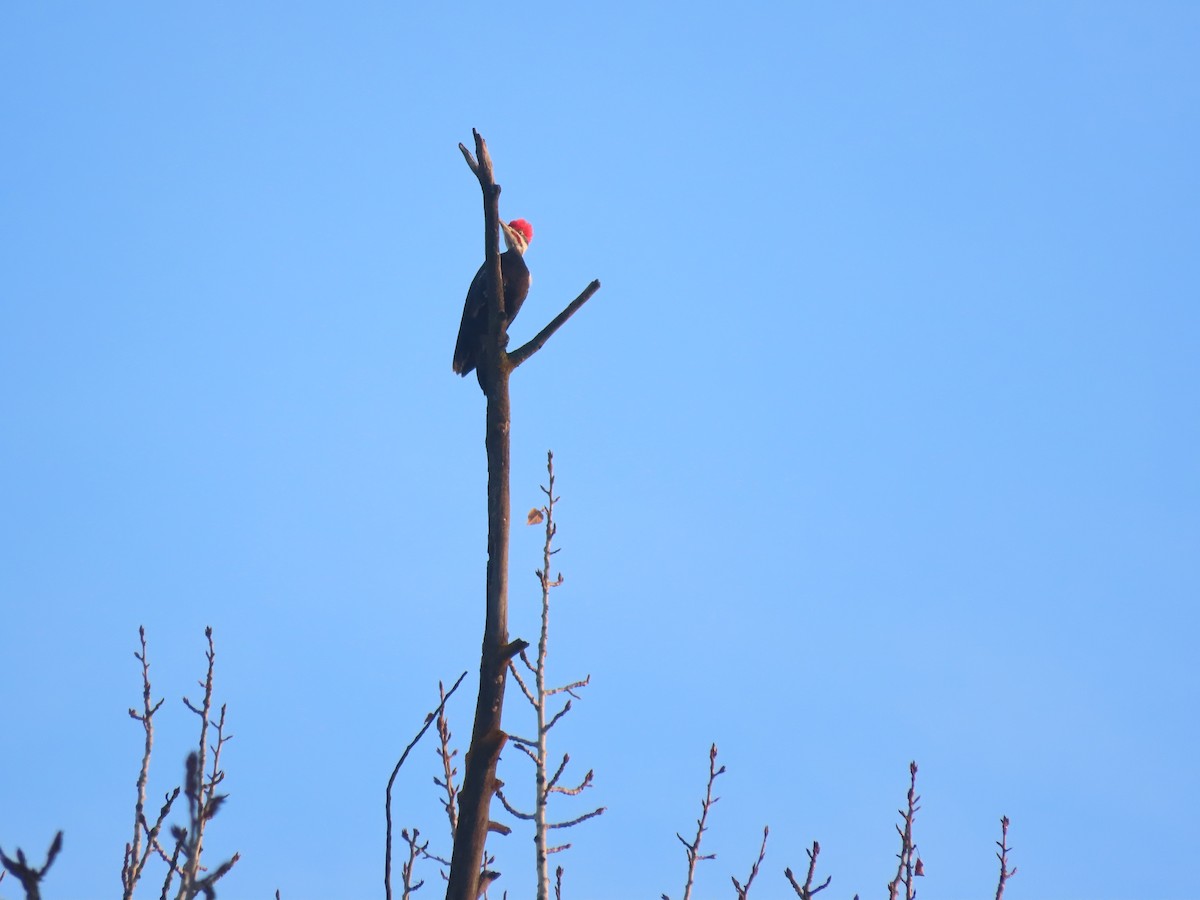 Pileated Woodpecker - ML627839090