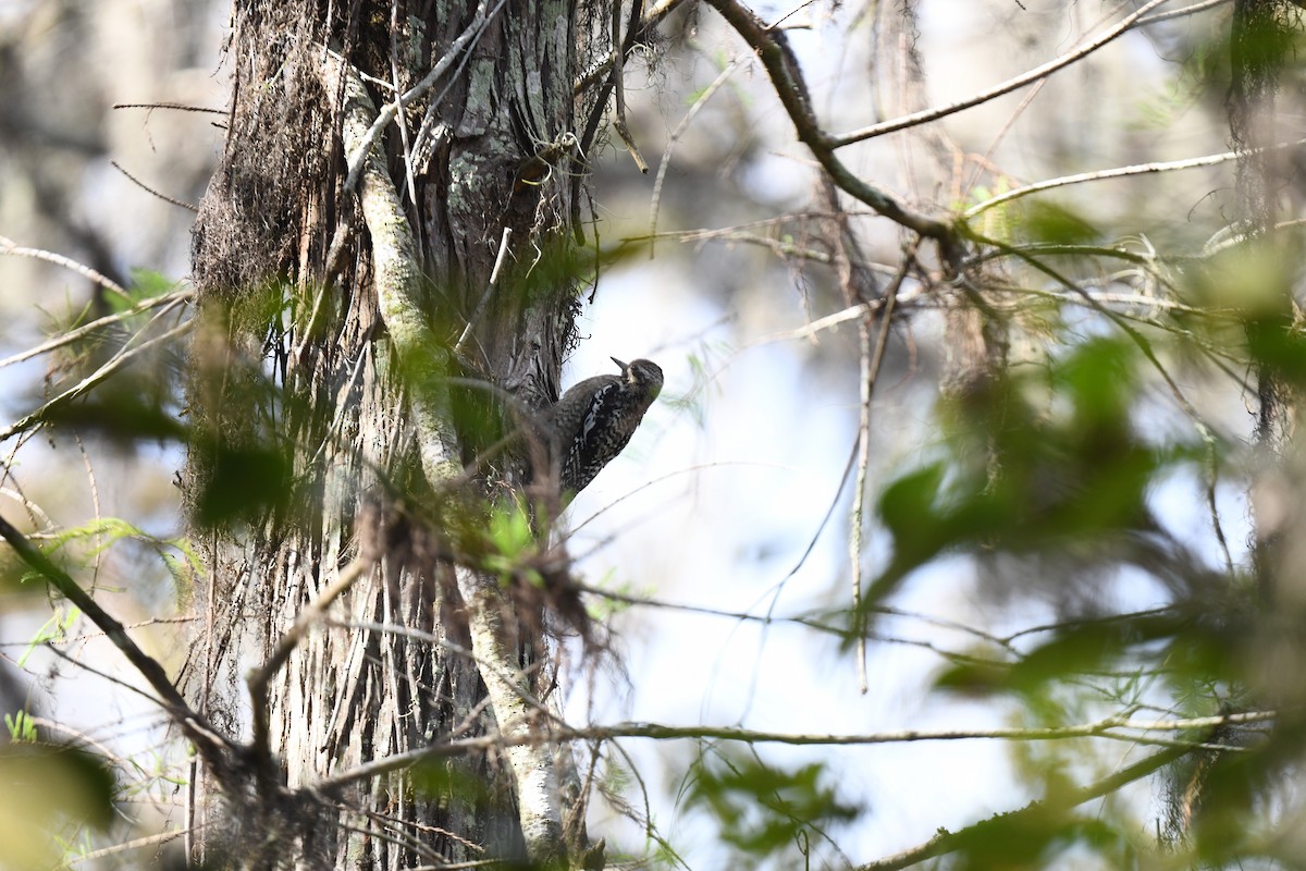 Yellow-bellied Sapsucker - ML627839160