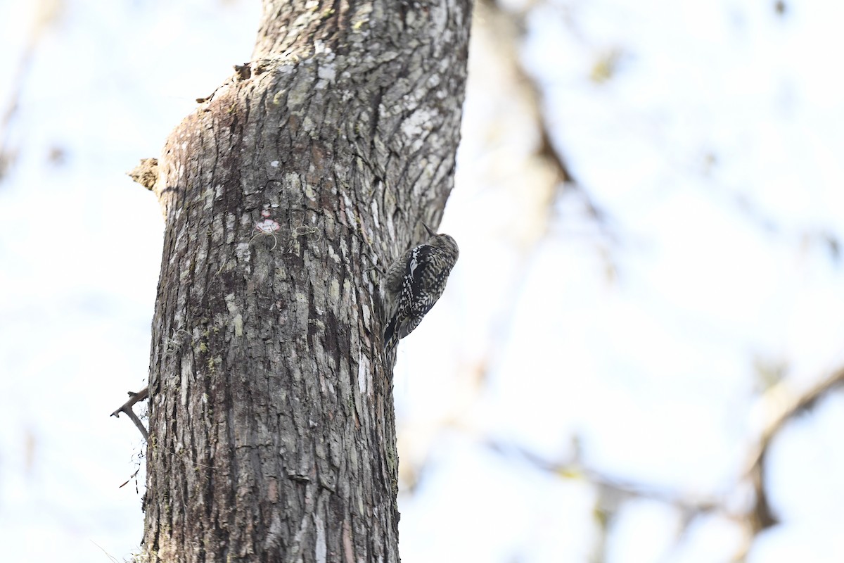 Yellow-bellied Sapsucker - ML627839164