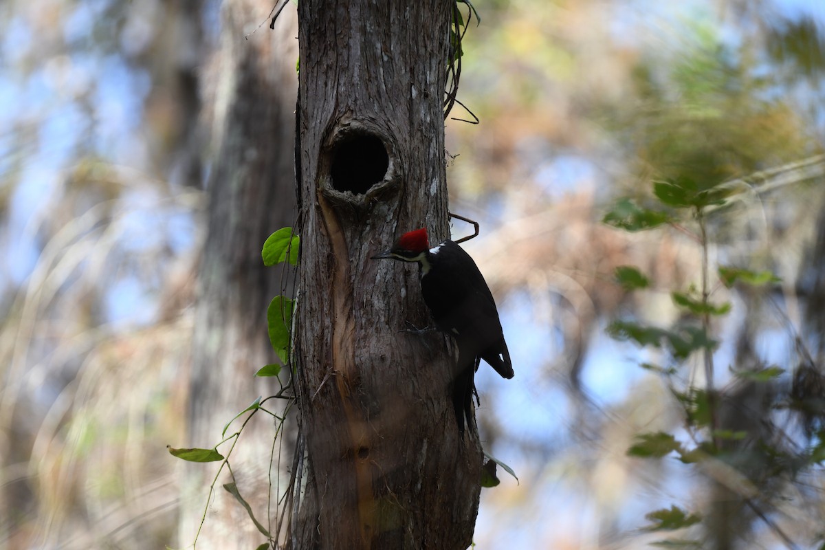 Pileated Woodpecker - ML627839168