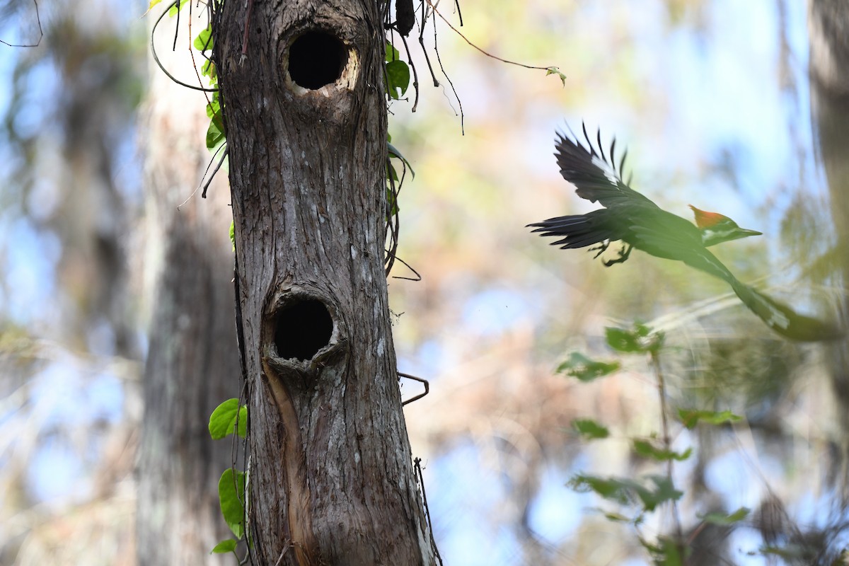 Pileated Woodpecker - ML627839170