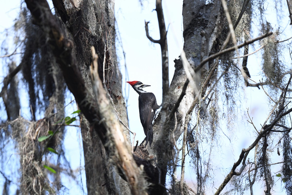 Pileated Woodpecker - ML627839183