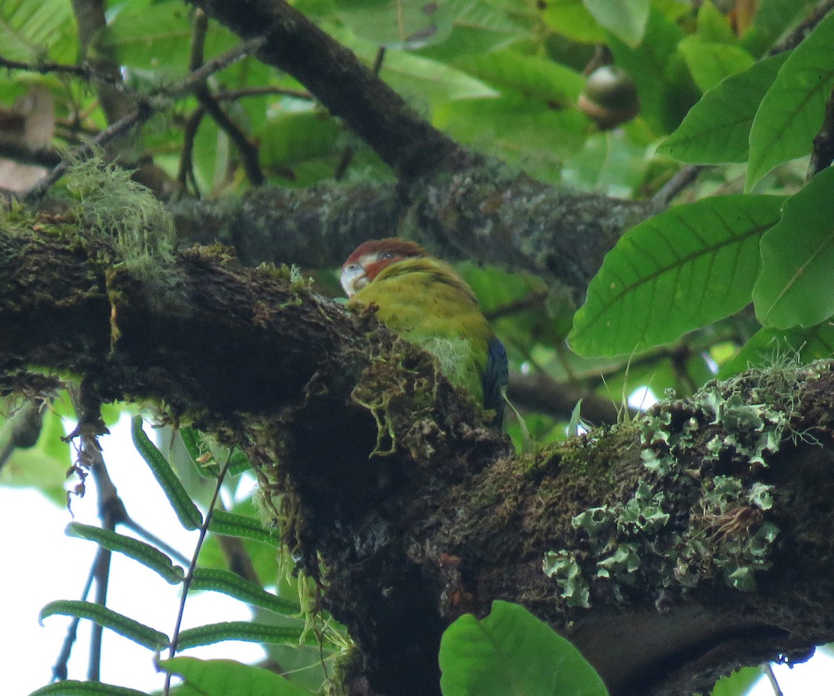 Lorito Amazonino - ML627839230