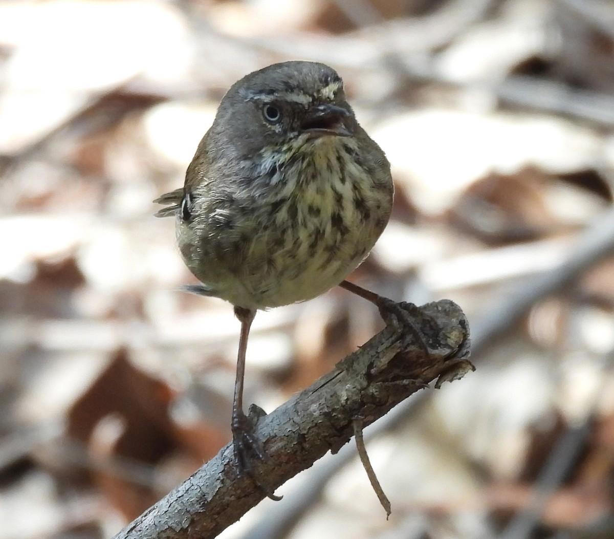 Spotted Scrubwren - ML627839239