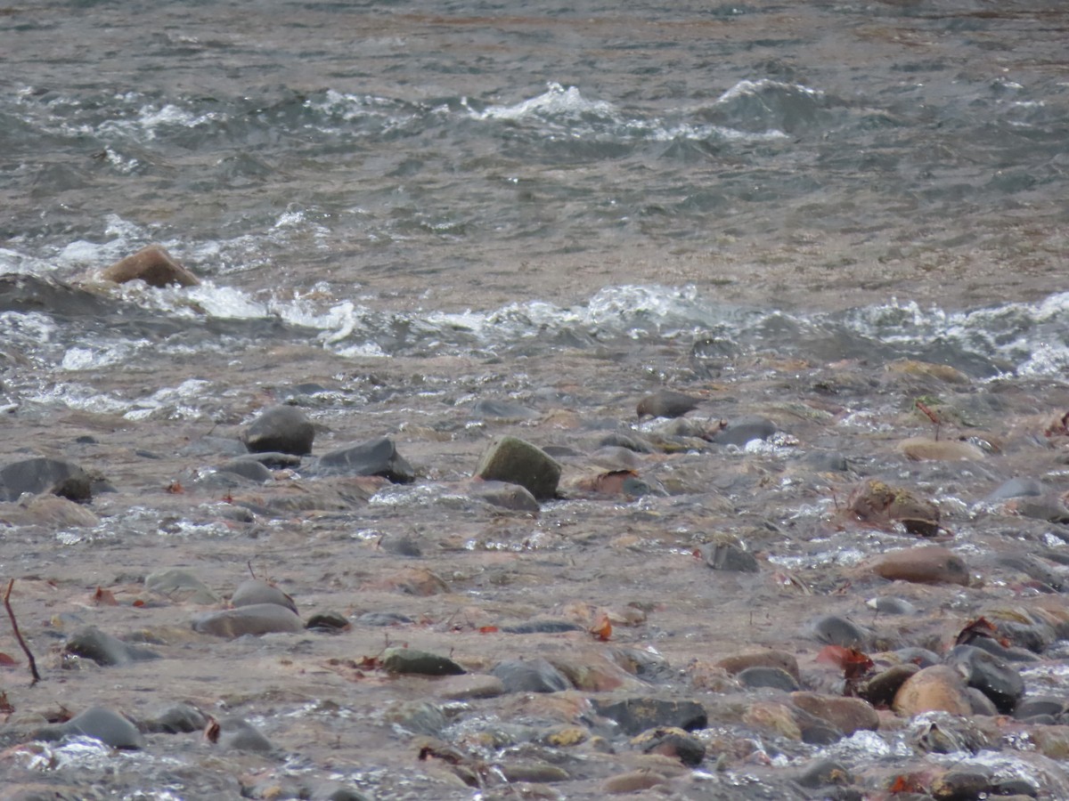 American Dipper - ML627839242