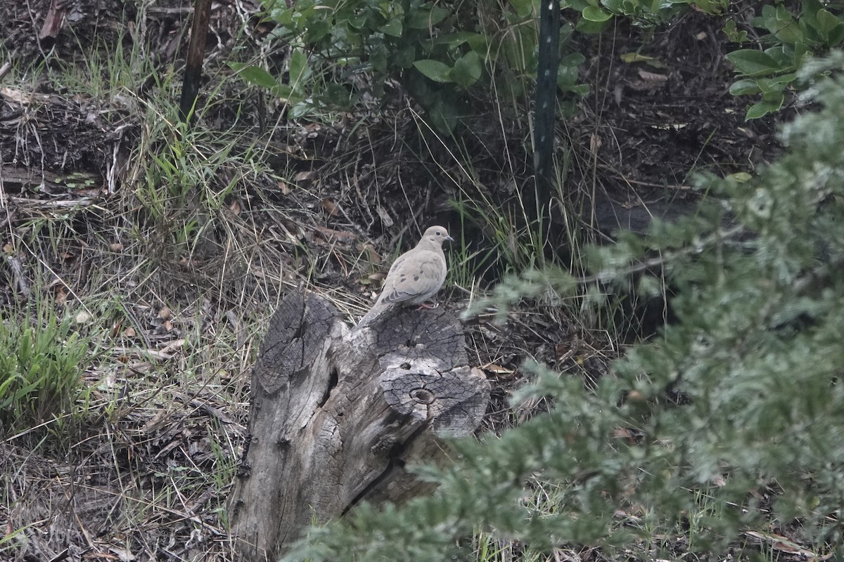 Mourning Dove - ML627839297