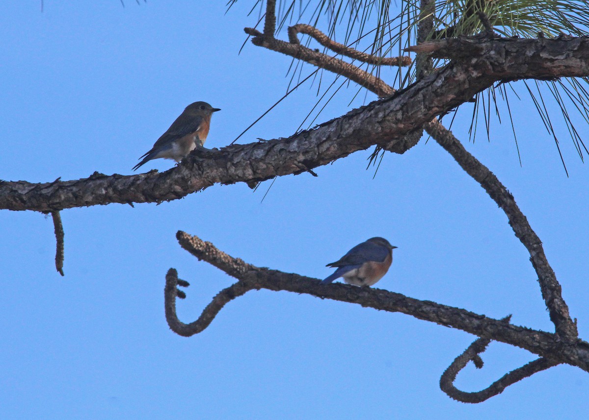 Eastern Bluebird - ML627839364