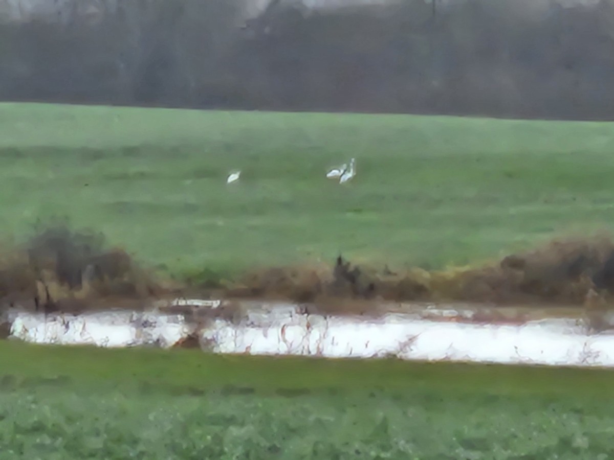 Great Egret - ML627839369