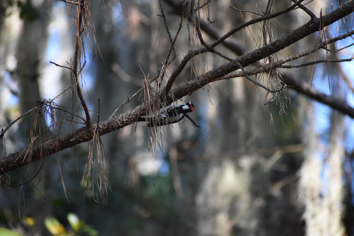 Downy Woodpecker - ML627839393