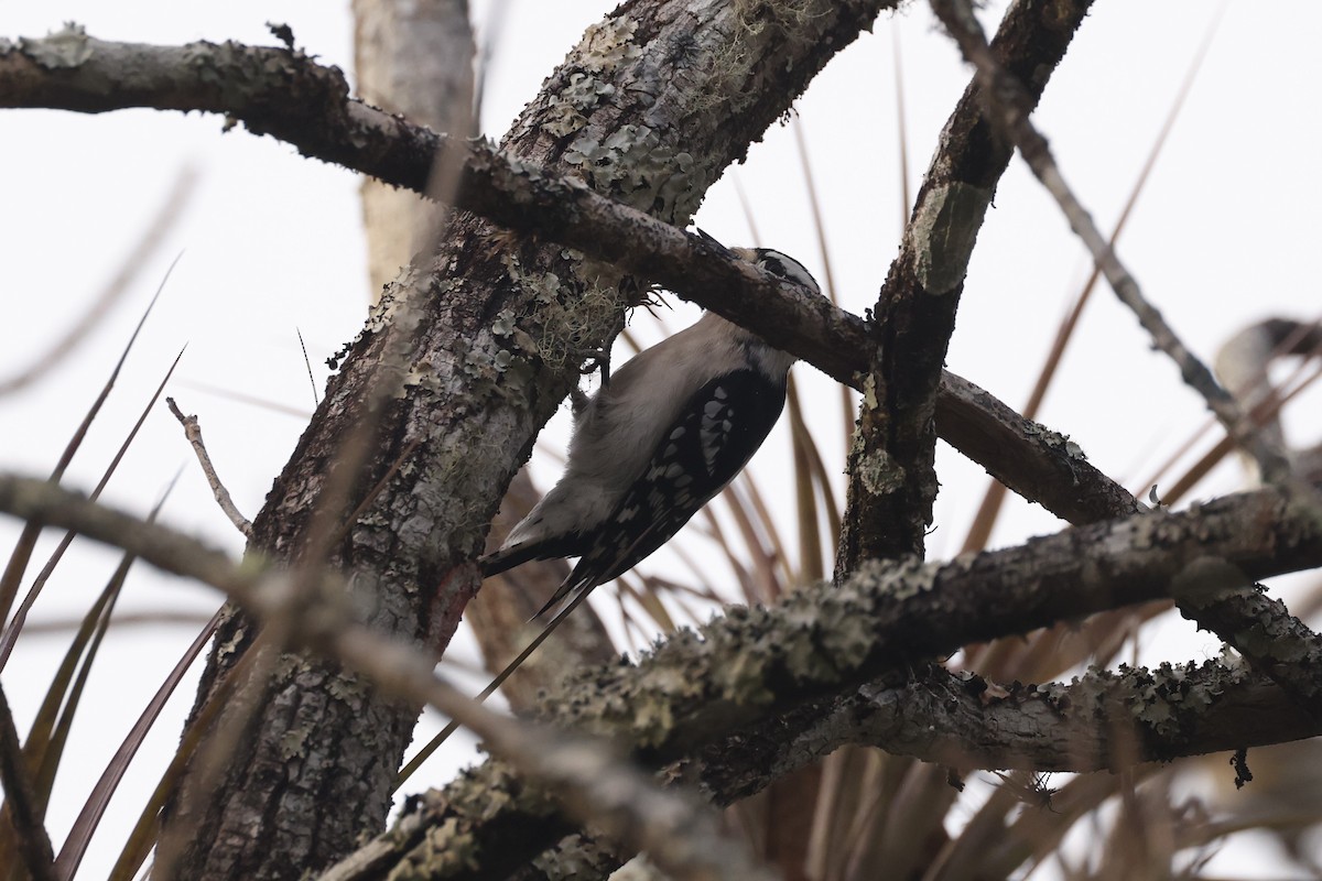 Downy Woodpecker - ML627839399