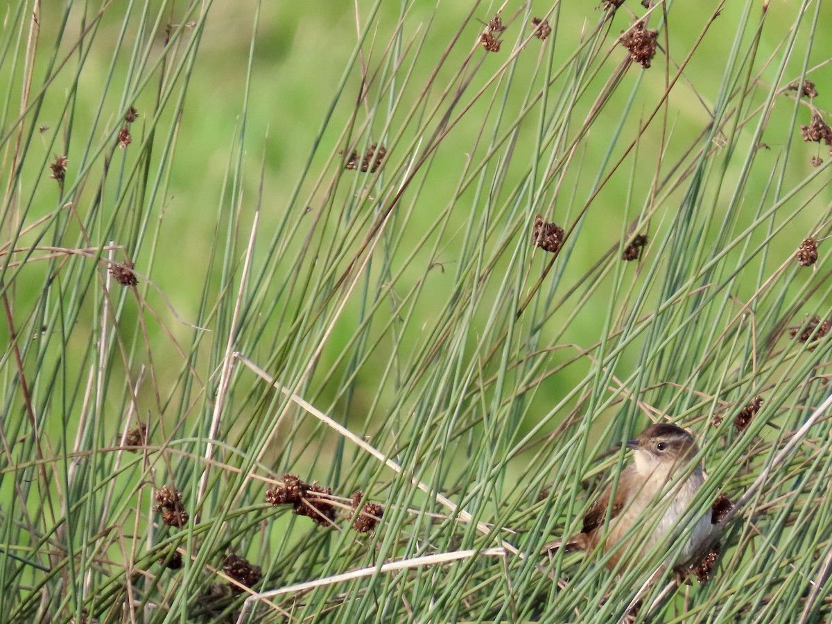 Marsh Wren - ML627839414