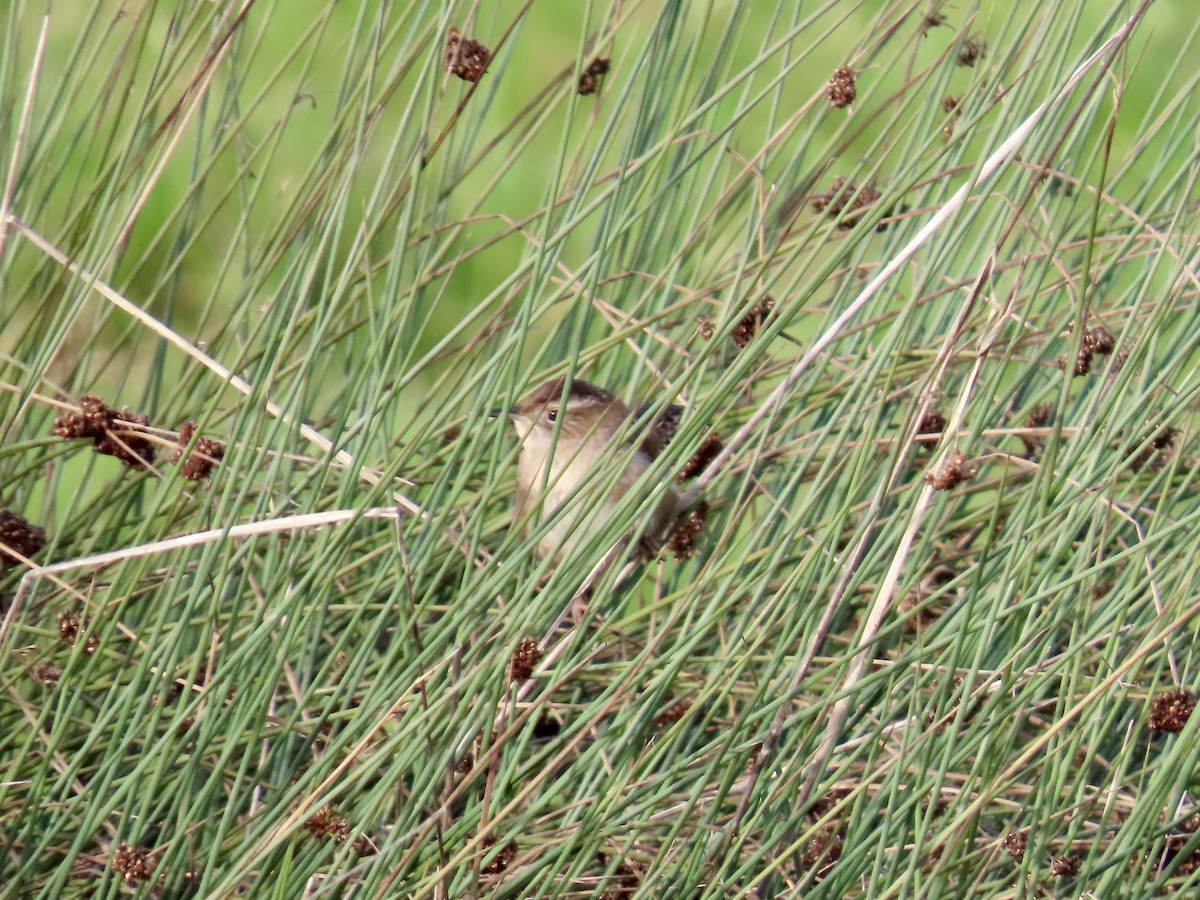 Marsh Wren - ML627839415