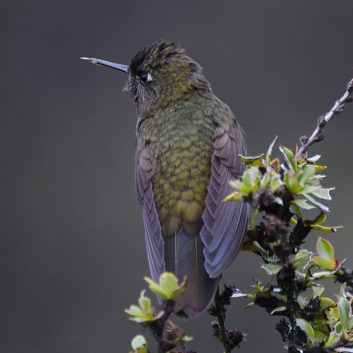 Violet-throated Metaltail - ML627839419