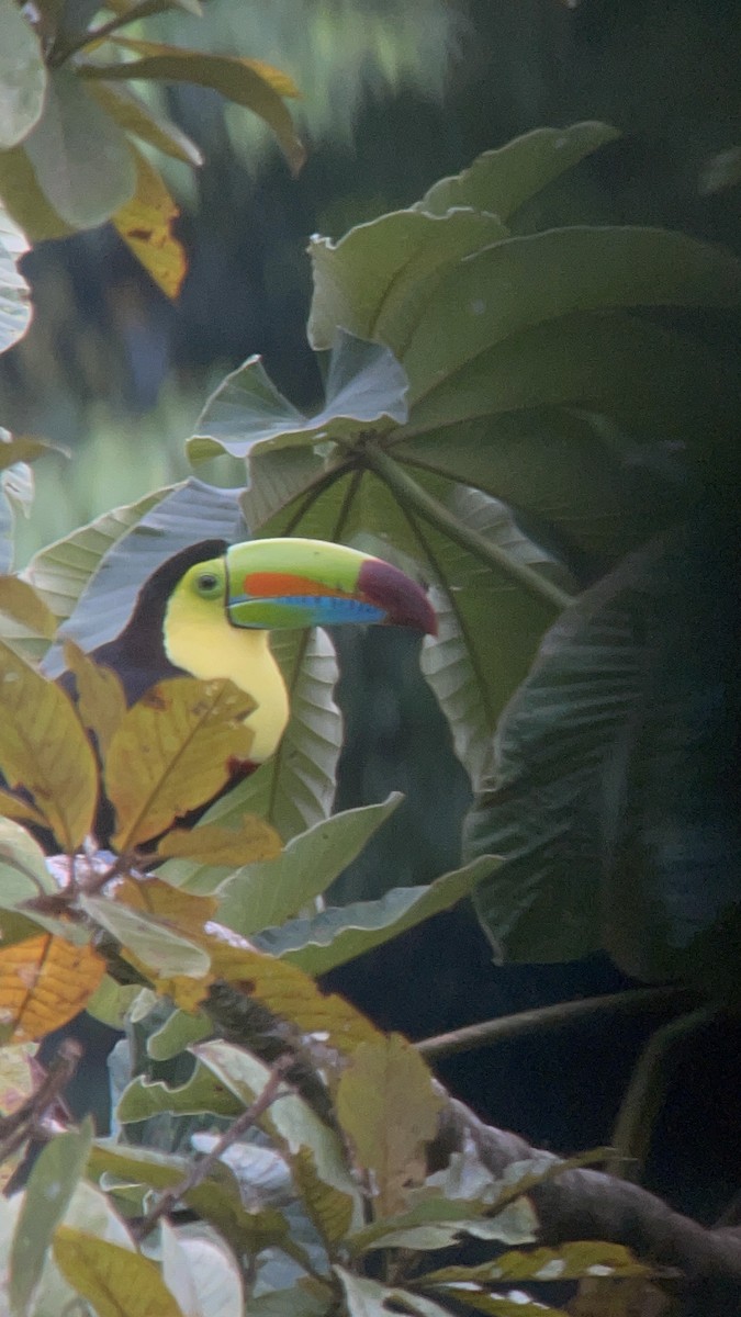 Keel-billed Toucan - ML627839424