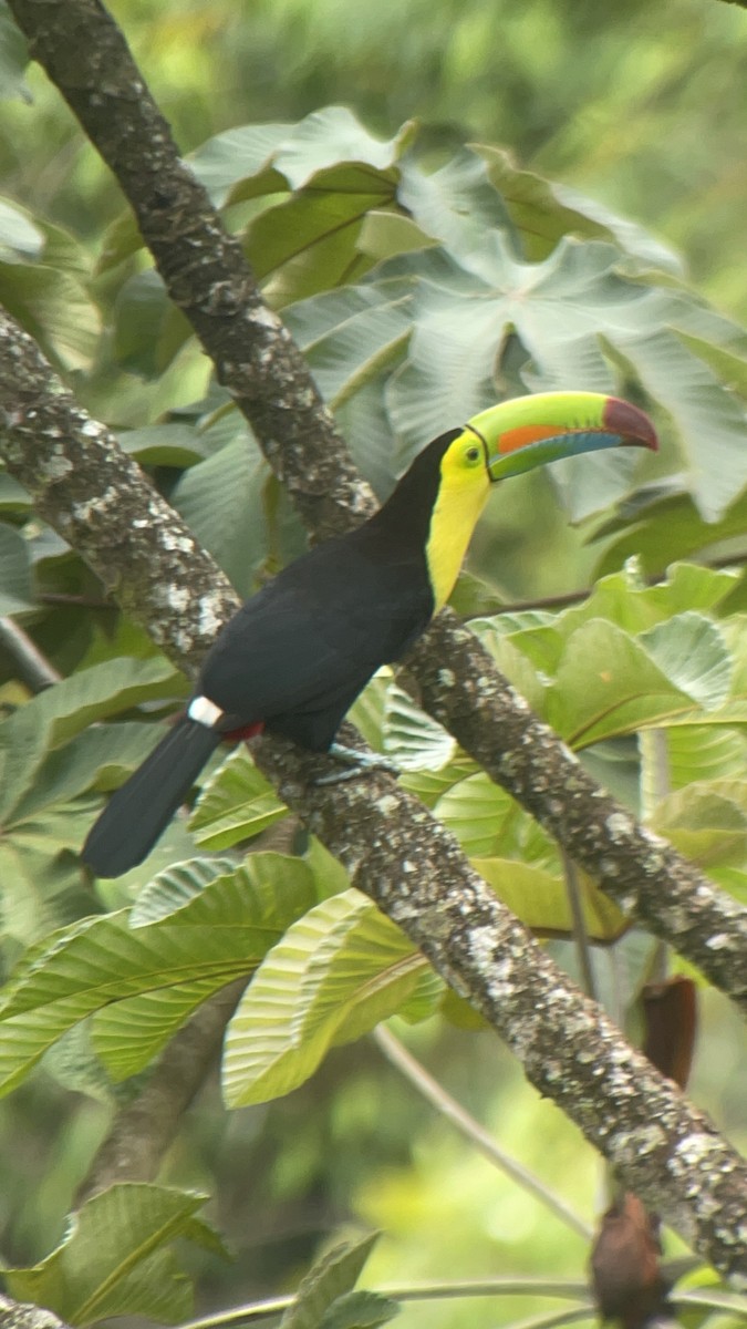 Keel-billed Toucan - ML627839425