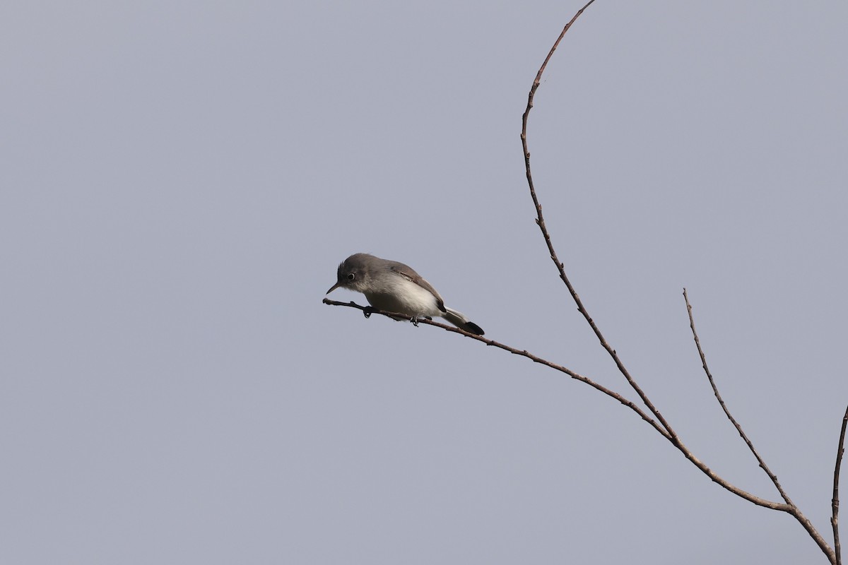 Blue-gray Gnatcatcher - ML627839451