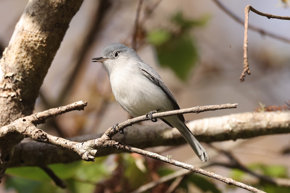 Blue-gray Gnatcatcher - ML627839452