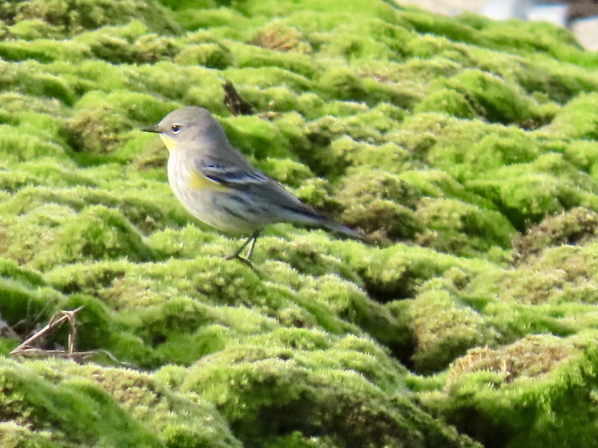 Yellow-rumped Warbler - ML627839461