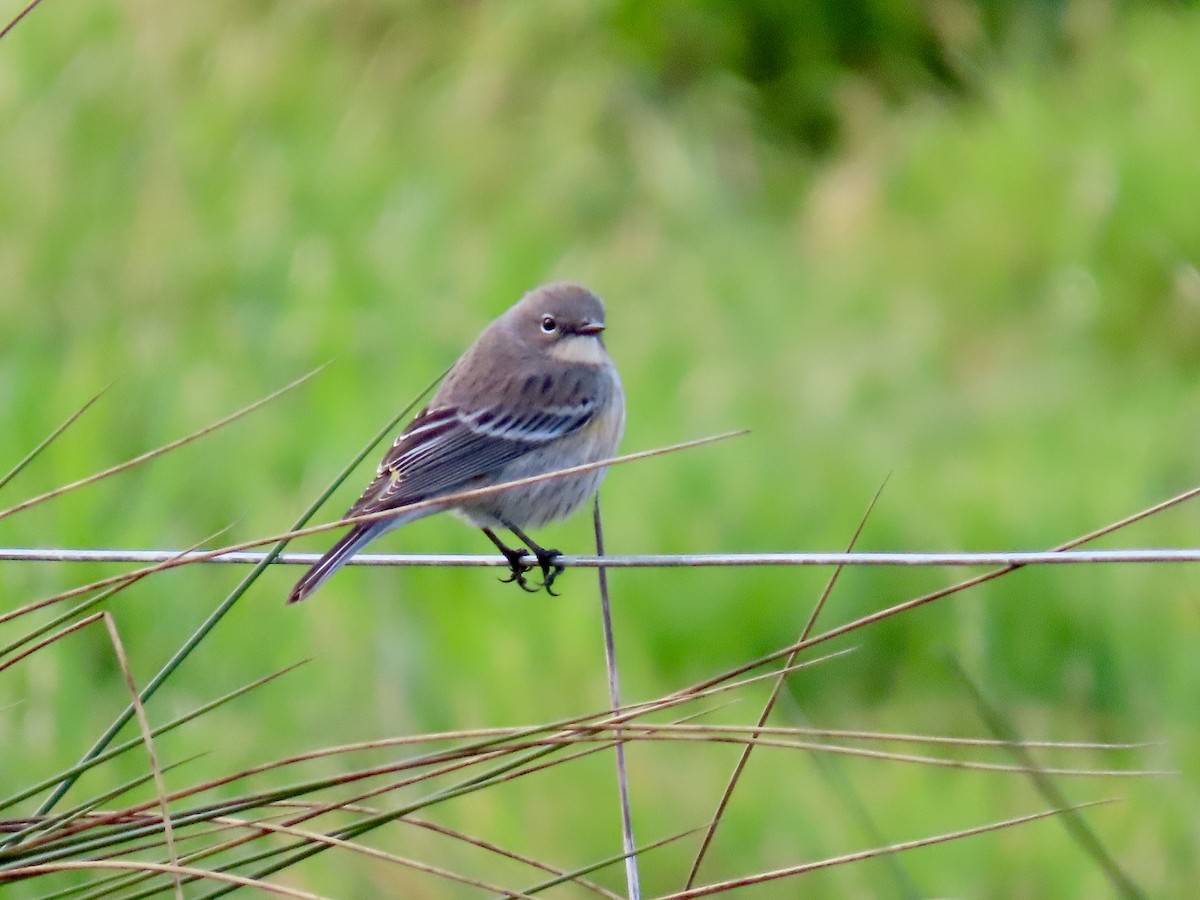 Yellow-rumped Warbler - ML627839462