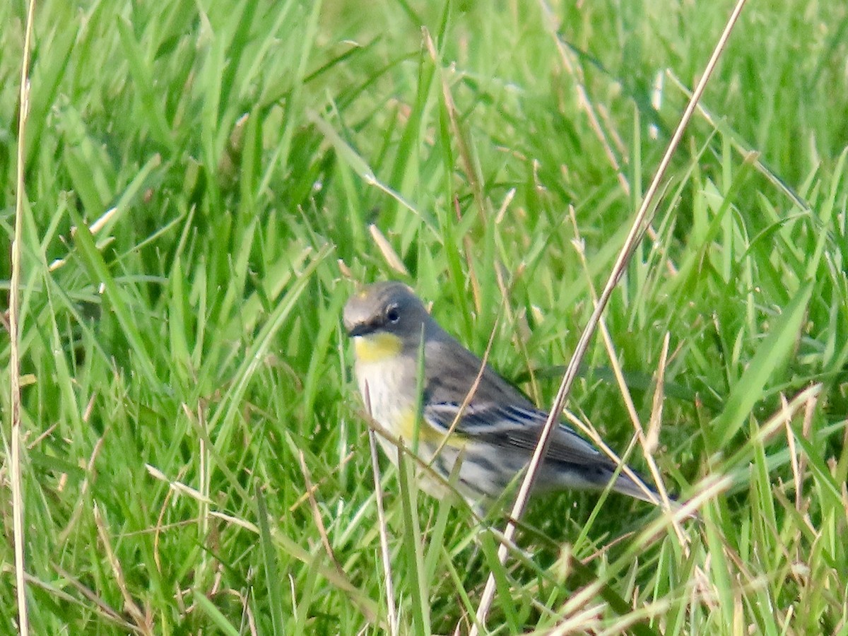 Yellow-rumped Warbler - ML627839463