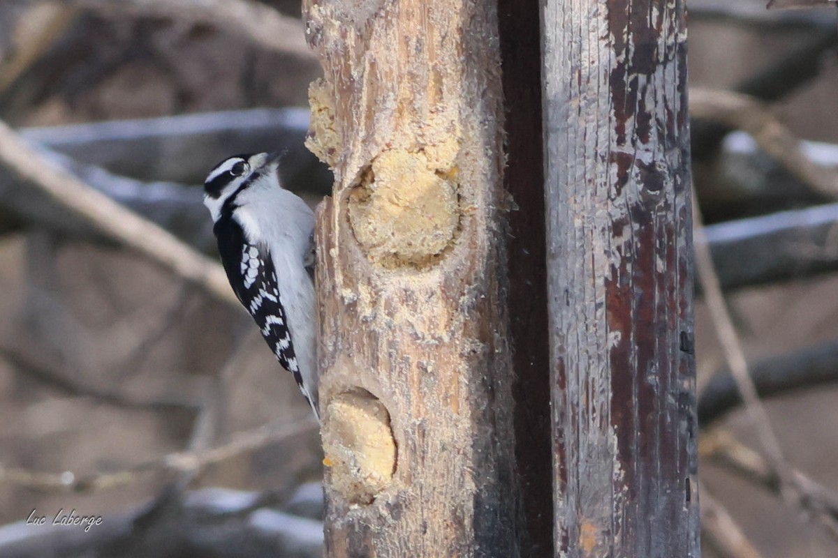 Downy Woodpecker - ML627839476