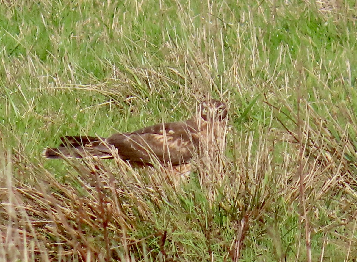 Northern Harrier - ML627839535