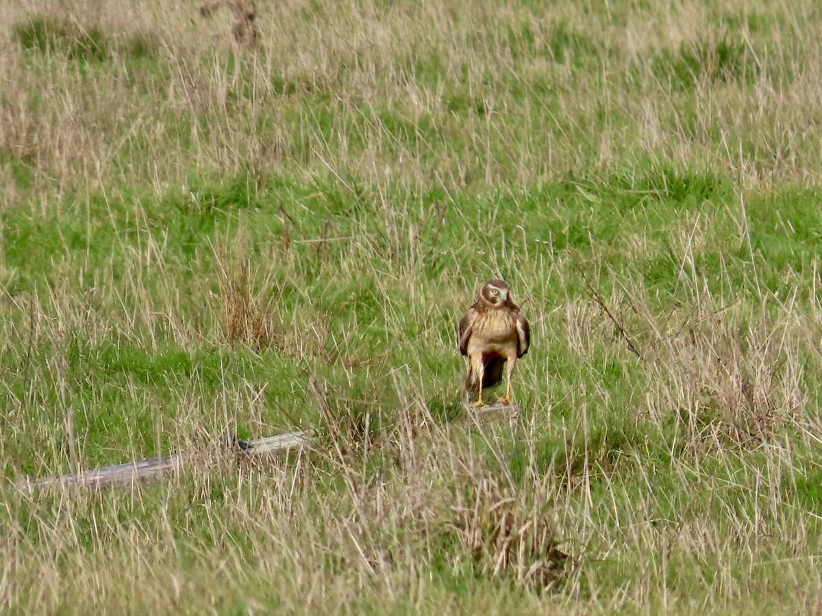 Northern Harrier - ML627839536