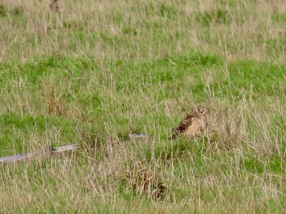 Northern Harrier - ML627839537