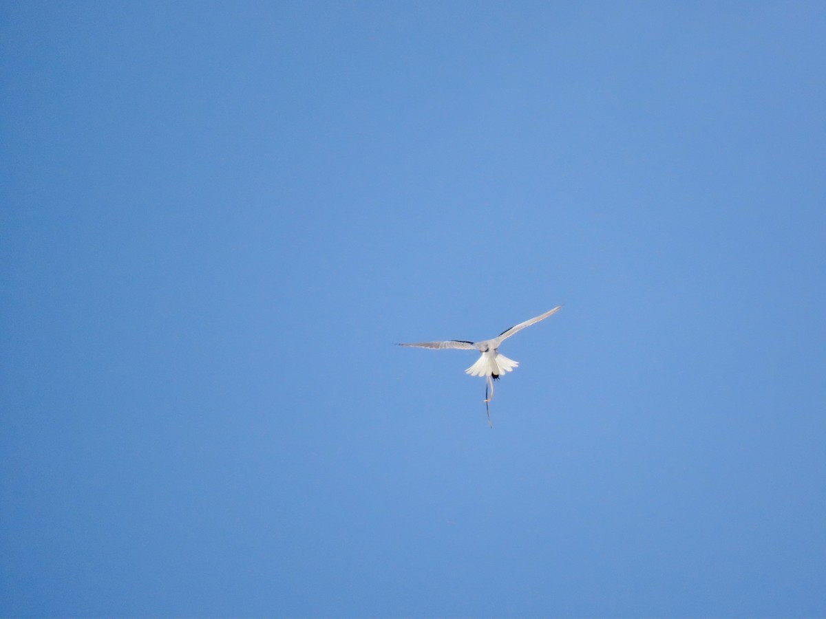 White-tailed Kite - ML627839545