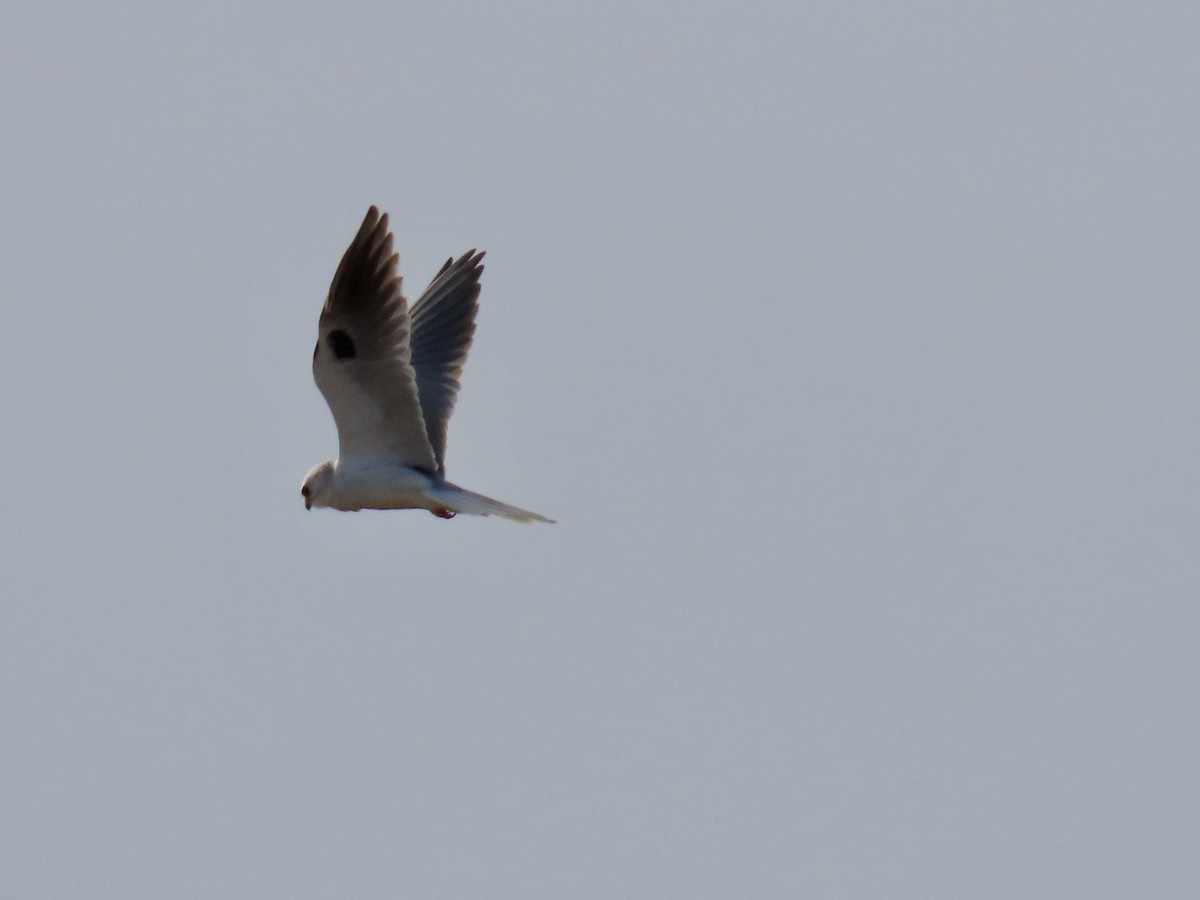 White-tailed Kite - ML627839546