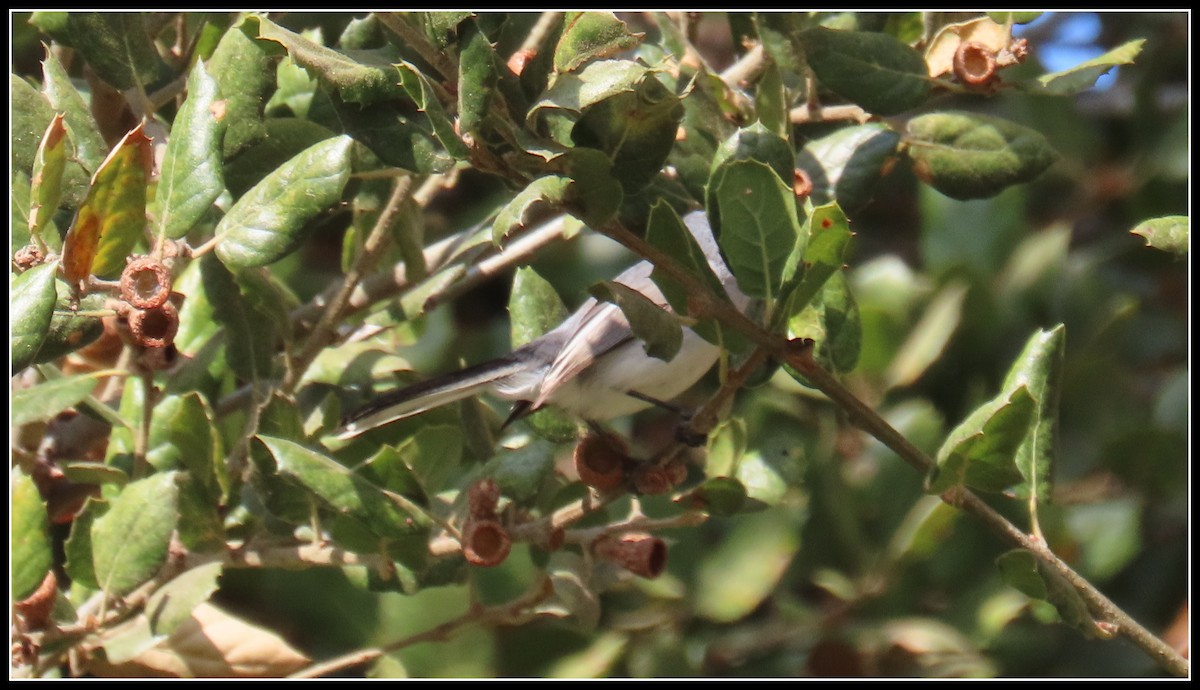 Blue-gray Gnatcatcher - ML627839570