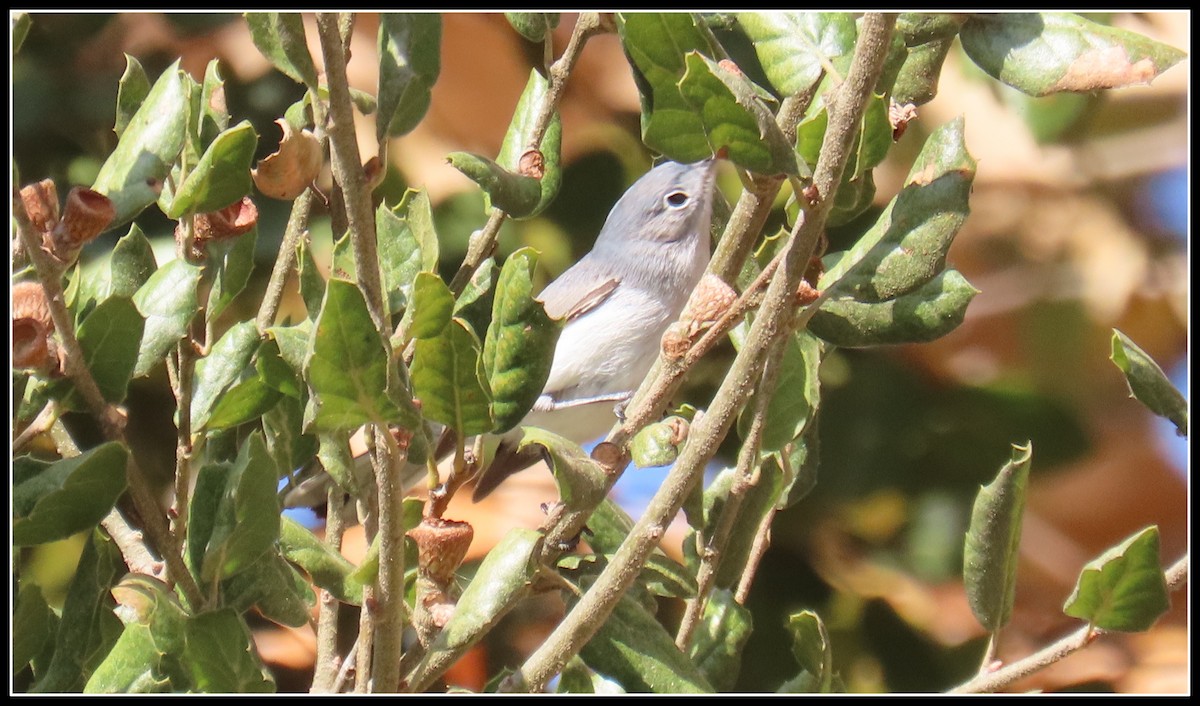 Blue-gray Gnatcatcher - ML627839571