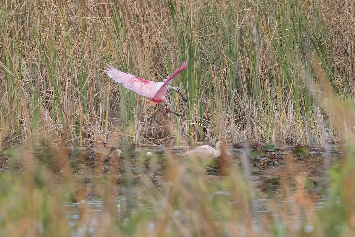 Roseate Spoonbill - ML627839575