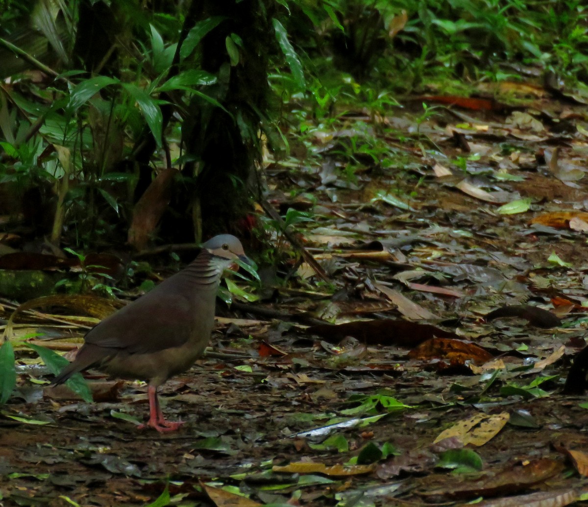 White-throated Quail-Dove - ML627839590