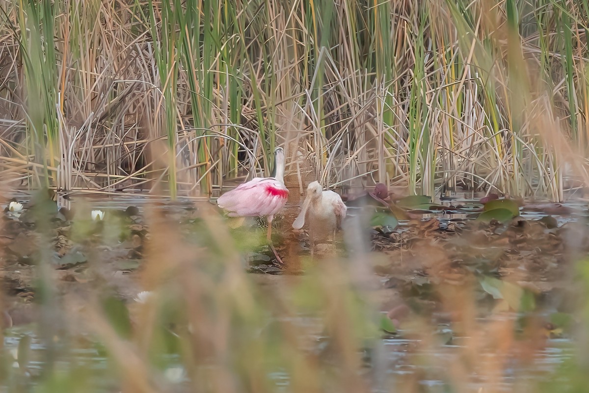 Roseate Spoonbill - ML627839592