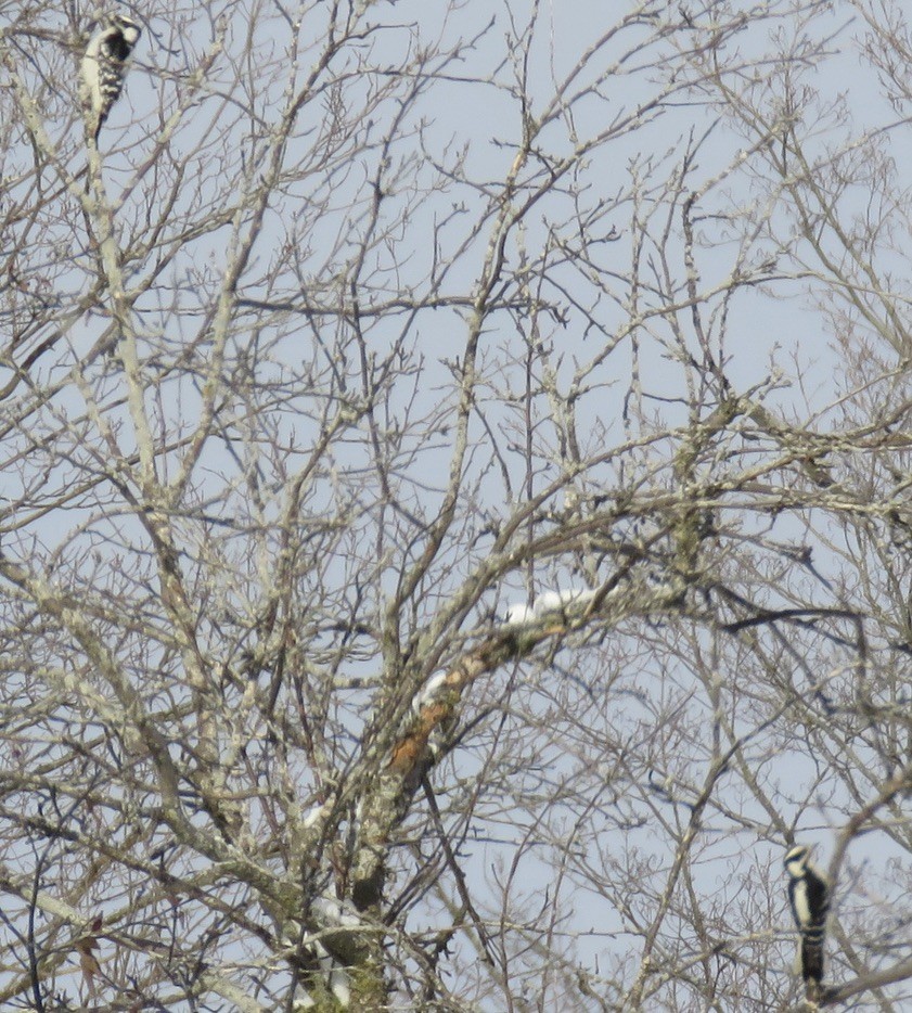 Downy Woodpecker - ML627839635