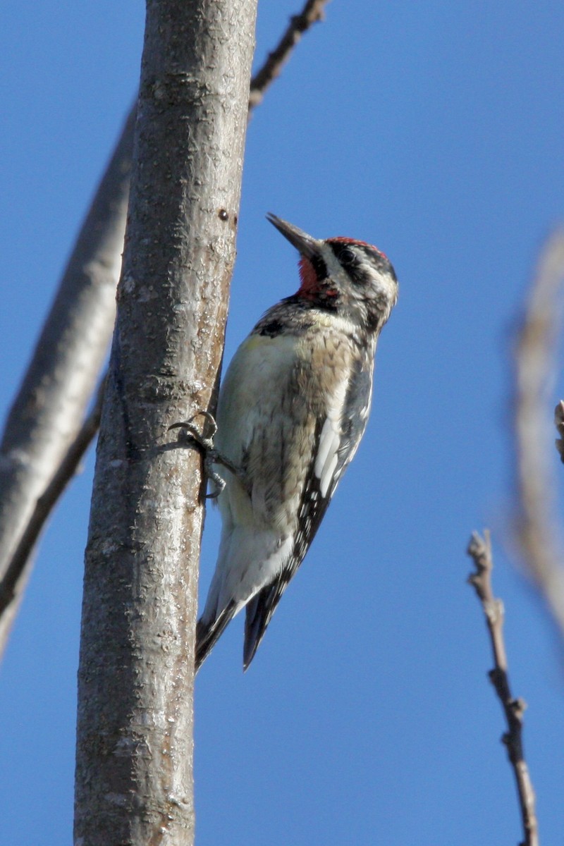 Yellow-bellied Sapsucker - ML627839788