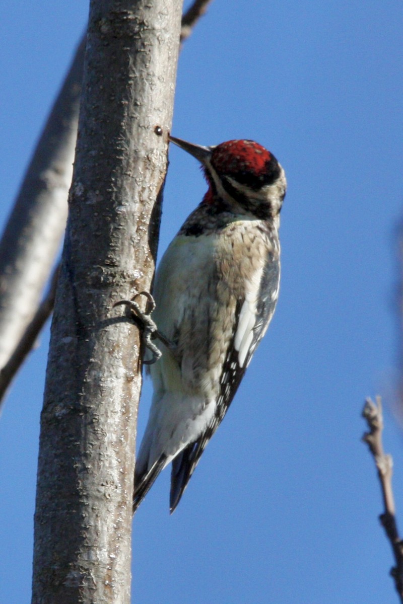 Yellow-bellied Sapsucker - ML627839791