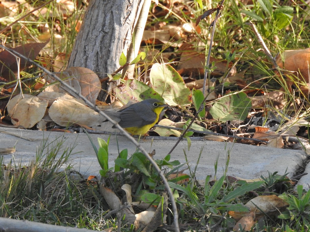 Canada Warbler - ML627839800