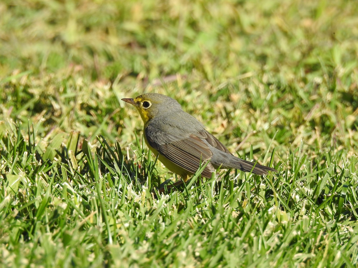 Canada Warbler - ML627839802