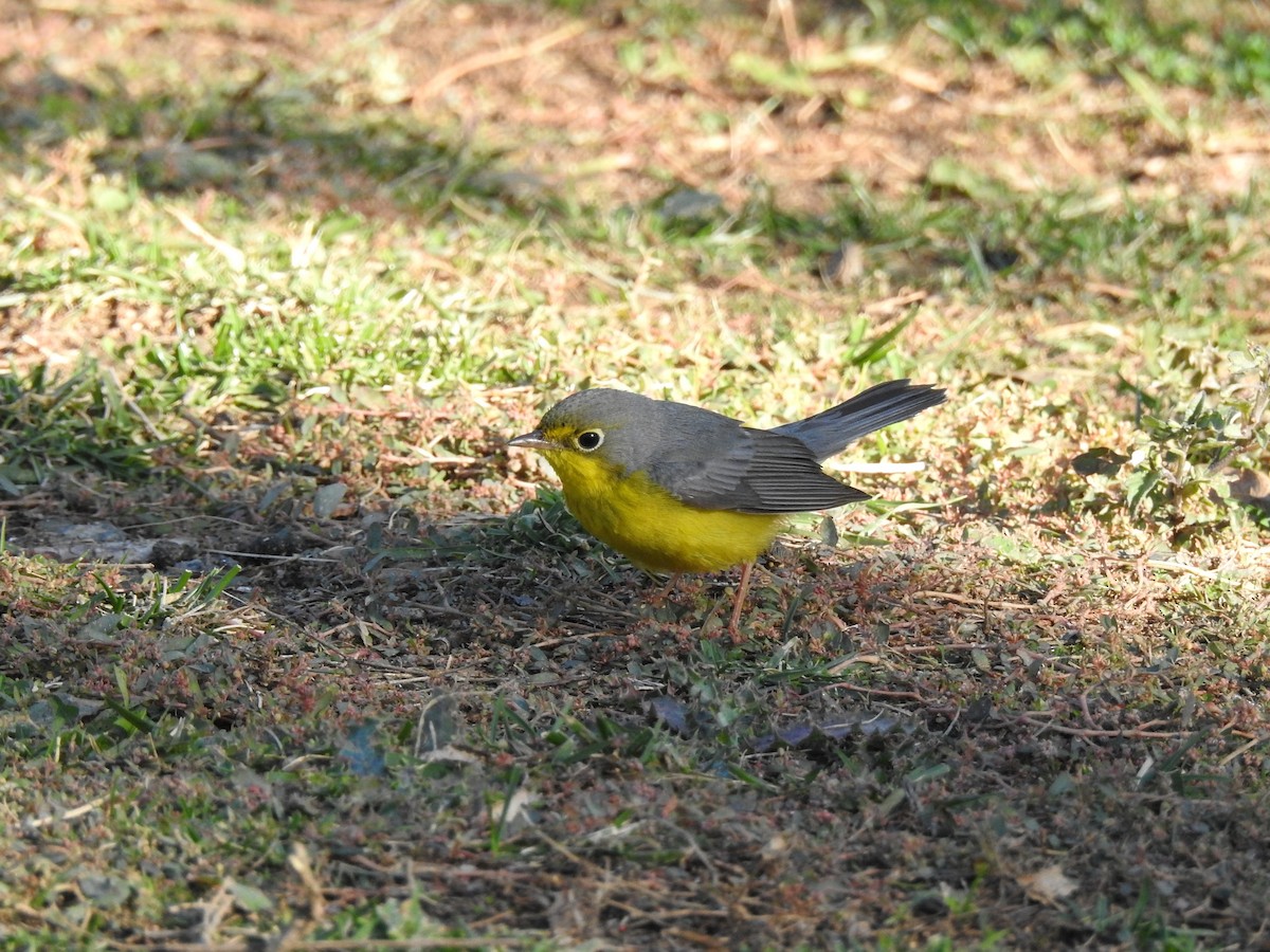Canada Warbler - ML627839803
